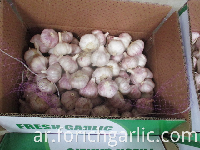 New Fresh 2019 Garlic